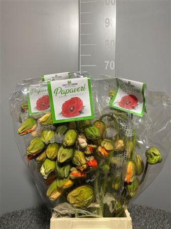 <h4>Papaver Prima Mix</h4>