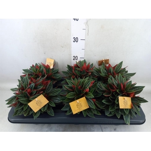 Peperomia caperata 'Rosso'