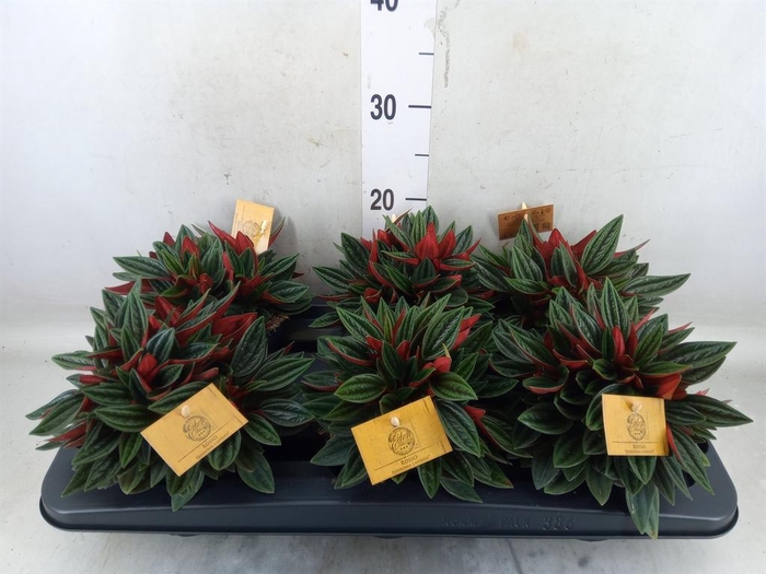 <h4>Peperomia caperata 'Rosso'</h4>