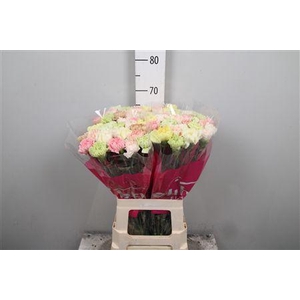 Di St Gemengd In Bos