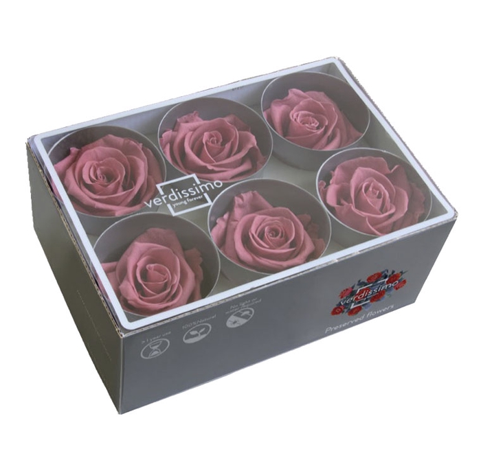 Roos standard cherry blossom