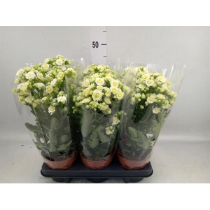 Kalanchoe  'Sunny White'
