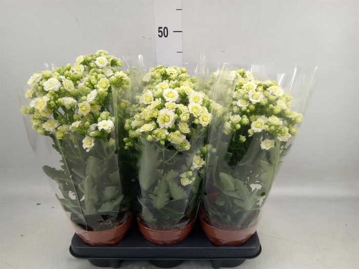 <h4>Kalanchoe  'Sunny White'</h4>