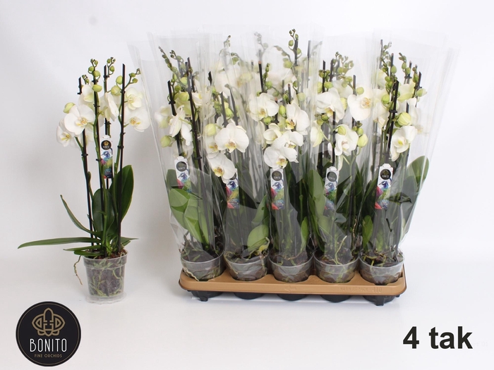 <h4>PHAL AN NOTTINGHAM</h4>