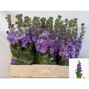 MATTH FIGARO LAVENDE