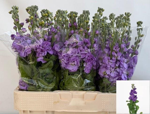 <h4>MATTH FIGARO LAVENDE</h4>