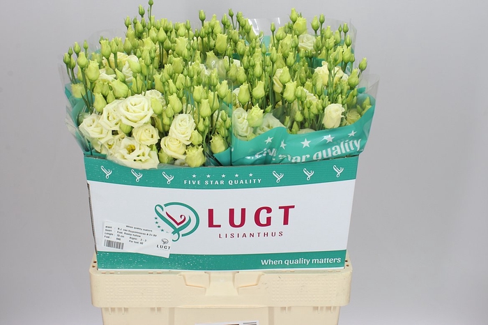 <h4>Eust Du Rosita Yellow</h4>
