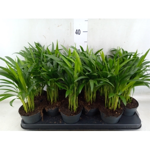 Dypsis lutescens   ...Chrysalidoca