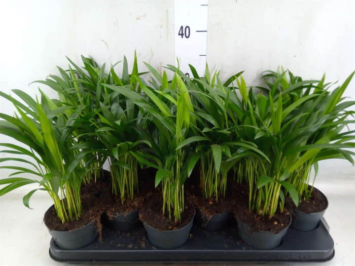 <h4>Dypsis lutescens   ...Chrysalidoca</h4>