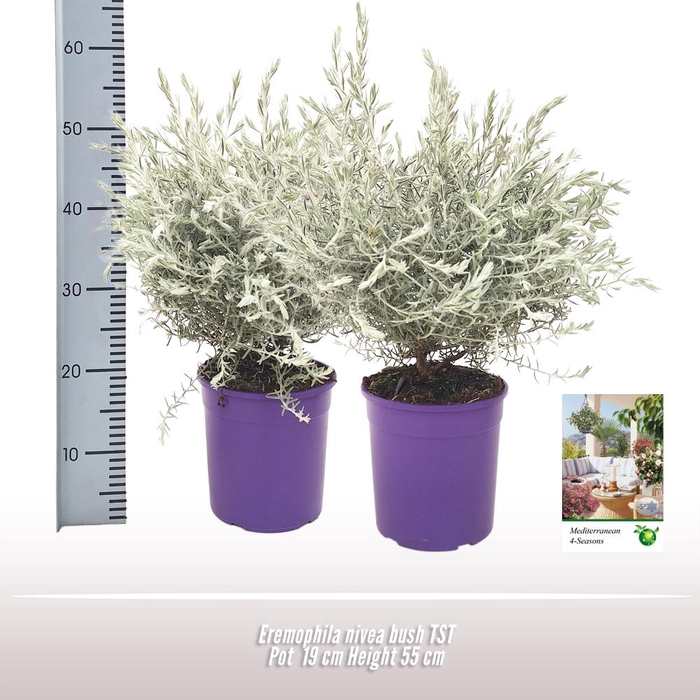 <h4>Eremophila nivea</h4>