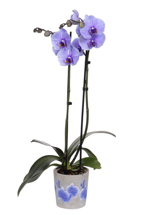 <h4>Fiore Purple Phal I Am Purple 2T14+</h4>