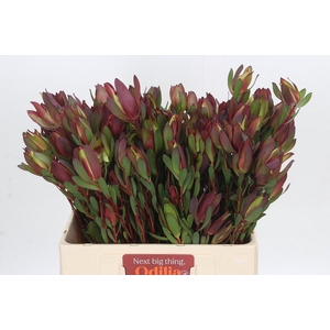 Leucadendron Senorita Spray