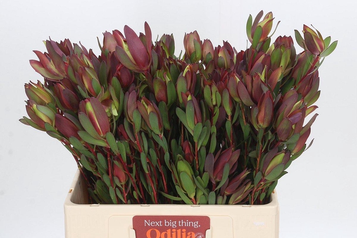 Leucadendron Senorita Spray