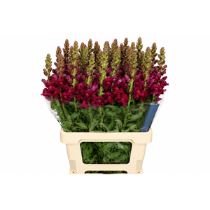 Antirrhinum Potomac Bordeaux