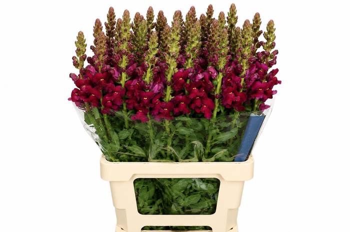 Antirrhinum Potomac Bordeaux