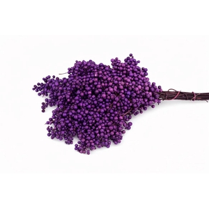 Schinus M Pt Lavender Bunch