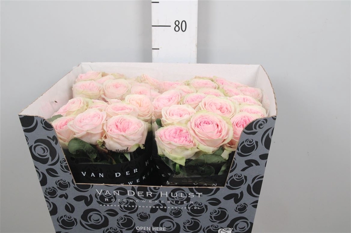 R Gr Bal Summerhouse