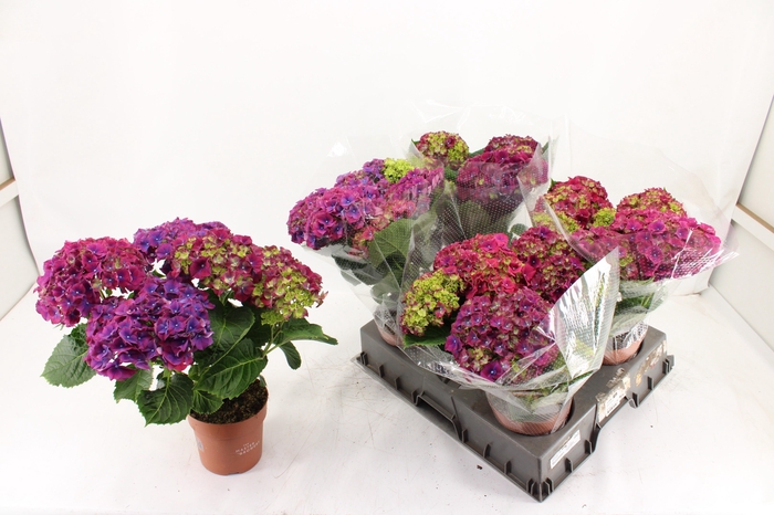 <h4>HYDR M HI FIRE</h4>