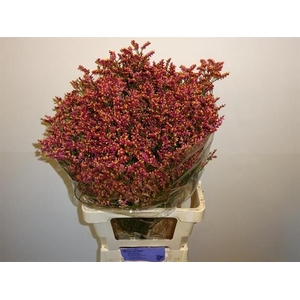Limonium sin Scarlet Diamond
