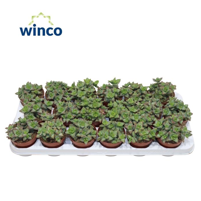 <h4>Crassula Perforata Hoshiotome</h4>