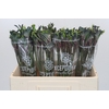 Anigozanthos Celebrations Firework