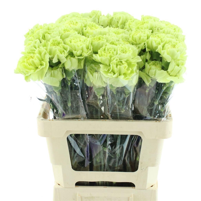 <h4>DI ST CELTIC GREEN</h4>