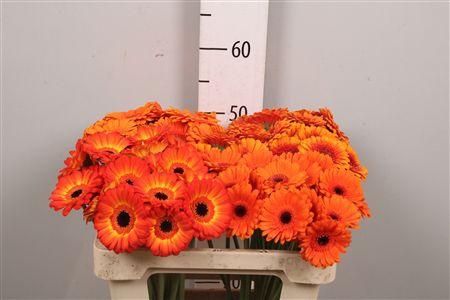 <h4>Ge Mi Mix Orange</h4>