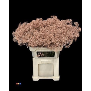 Gyps Million Star Terracotta