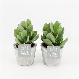 Crassula Arborescens 10,5 in stone look pot