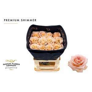 Rosa Premium Shimmer
