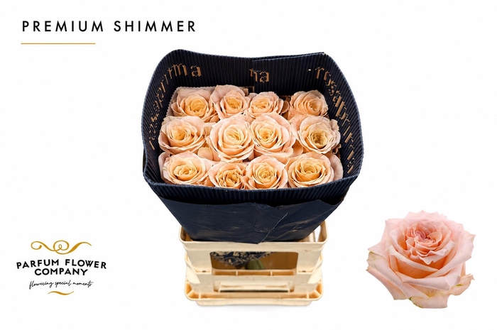 <h4>Rosa Premium Shimmer</h4>