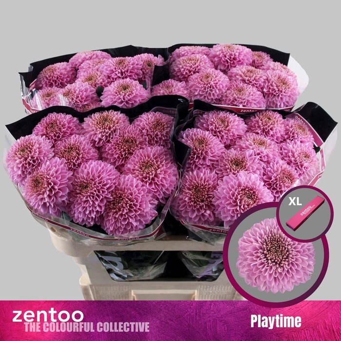 <h4>CHRYSANTHEMUM PL 'PLAYTIME'</h4>