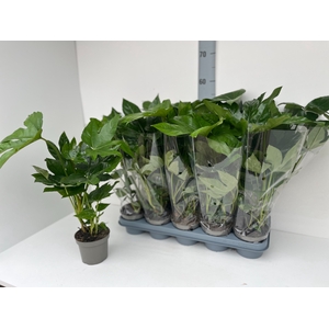 FATSIA OV
