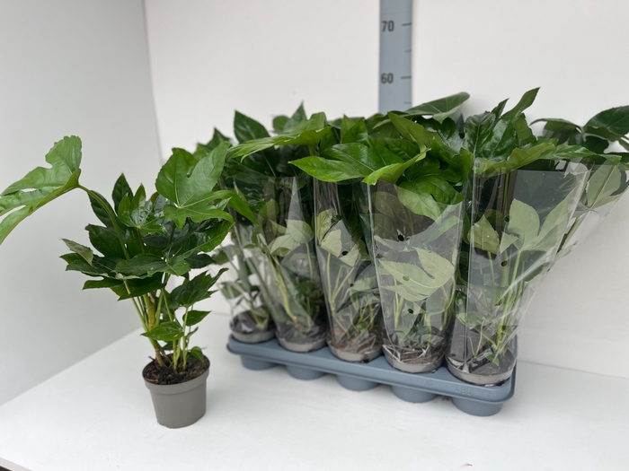 <h4>FATSIA OV</h4>