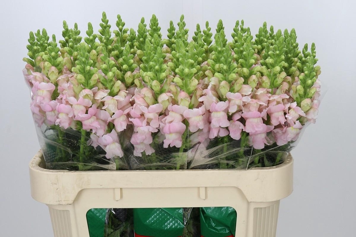 <h4>Antirrhinum majus 'Avignon Silver'</h4>