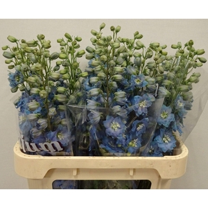 DELPHINIUM DU 'DEWI ICE'