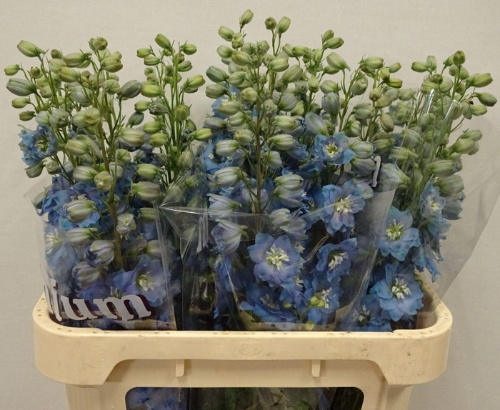<h4>DELPHINIUM DU 'DEWI ICE'</h4>