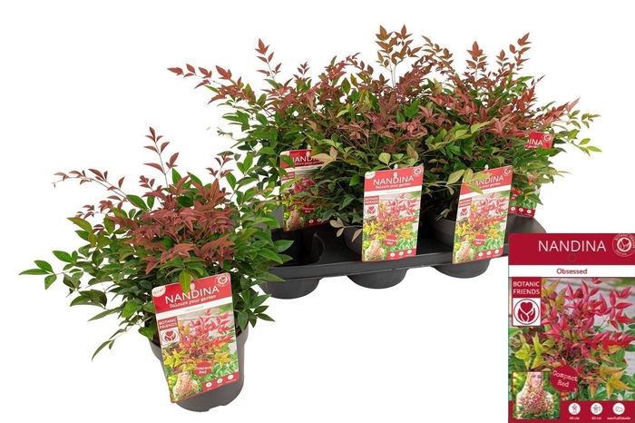 <h4>NAND OBSESSED</h4>