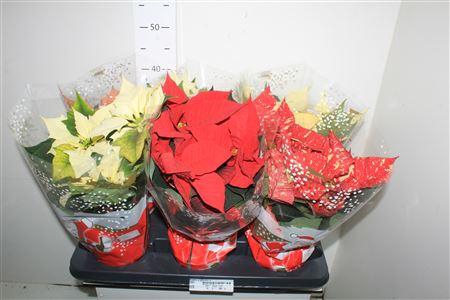 <h4>Euphor P Gem 4++</h4>