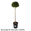Ilex crenata Dark Green