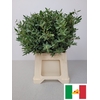 EUC PARVIFOLIA PB