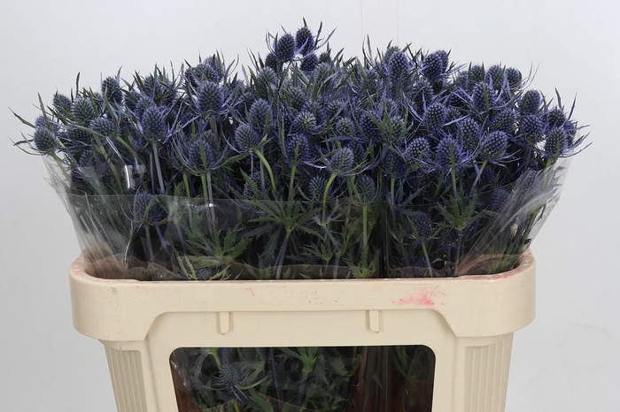 <h4>Eryngium Blue Dynamite</h4>