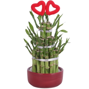 Lucky Bamboo Round 3Big in Ceramic pot Red Ø12cm
