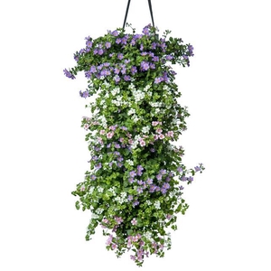 WANDHANGER PERKGOED MIX KAR