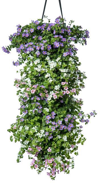 WANDHANGER PERKGOED MIX KAR