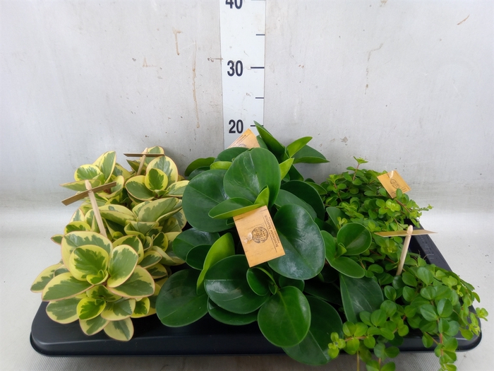 <h4>Peperomia   ...mix</h4>