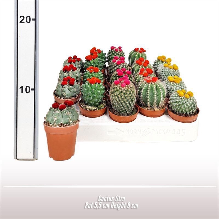 <h4>Cactus Stro</h4>