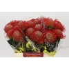 Nutans Ayoba Red