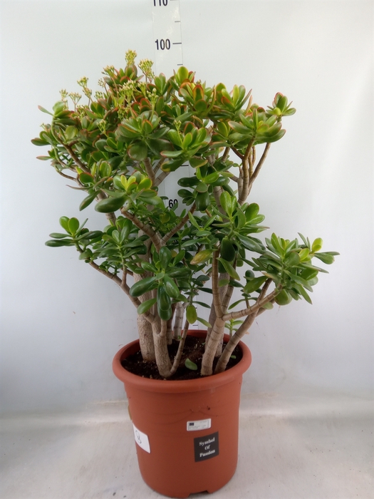 <h4>Crassula ovata 'Sunset'</h4>