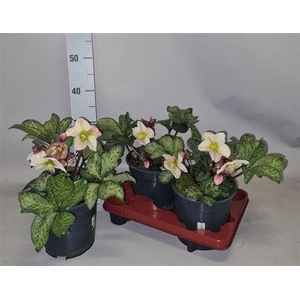 Hell Winter Moonbeam 15+